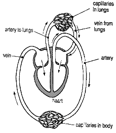 The heart and the bllod vessels